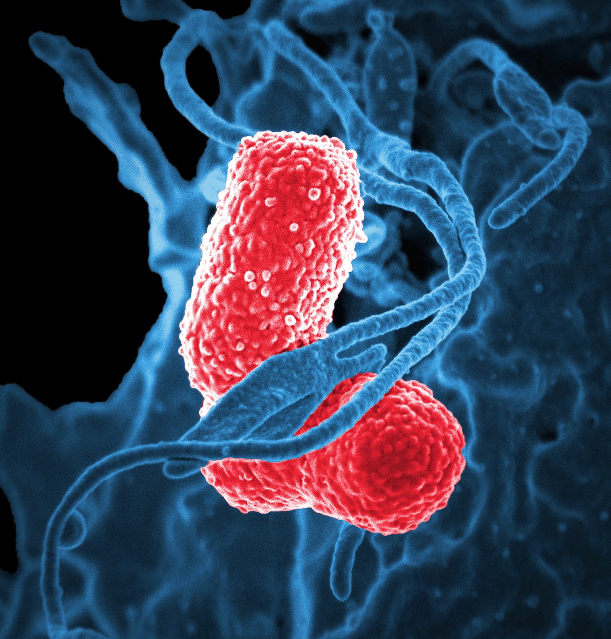 Nevada law firm, Law firm Las Vegas