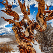 Bristle Cone Pine Tree
